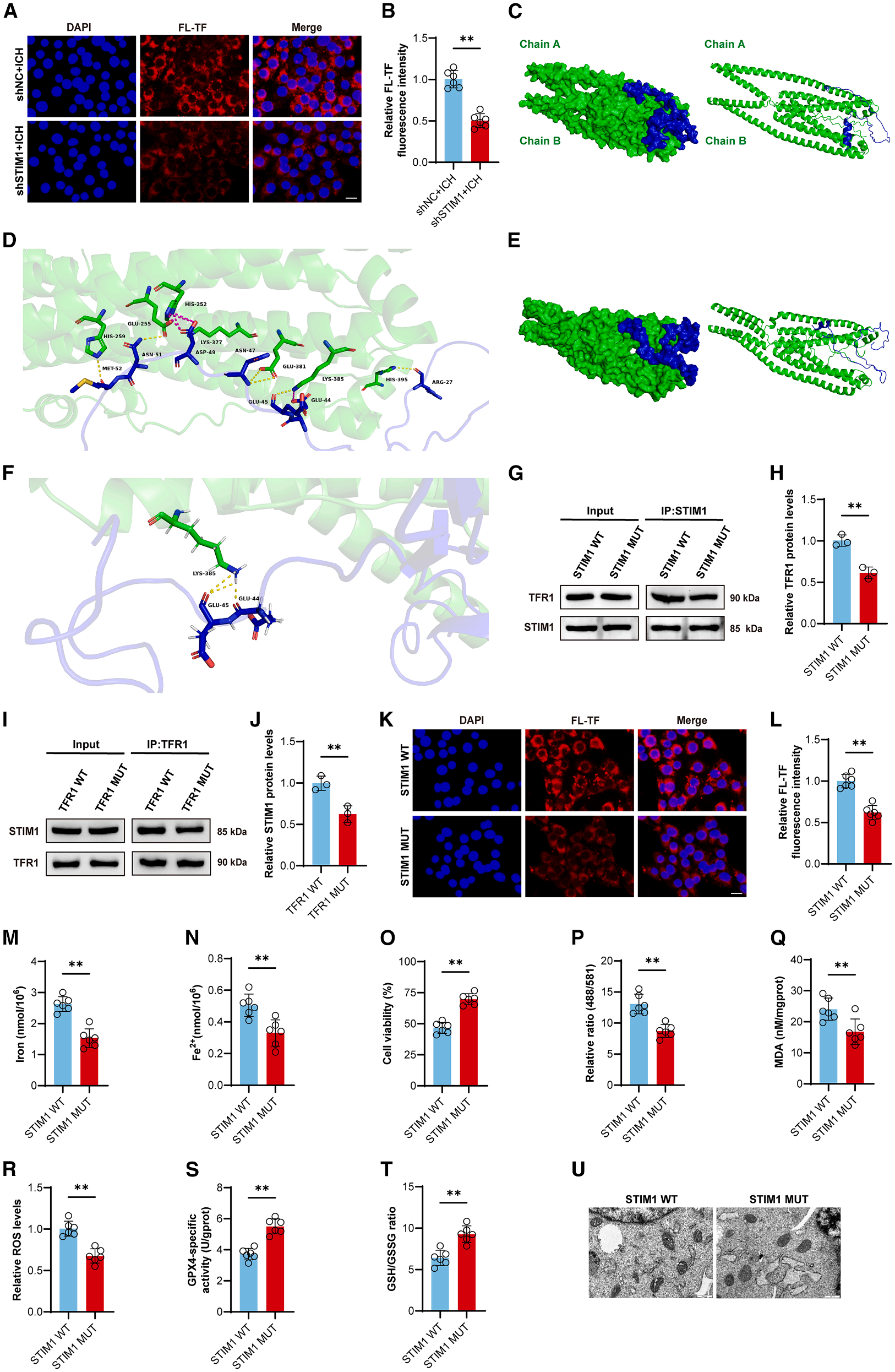 STIM1 regulates iron homeostasis and promotes neuronal ferroptosis to aggravate cerebral hemorrhage